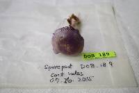 Cortinarius iodes image