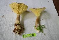 Ampulloclitocybe clavipes image