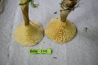 Ampulloclitocybe clavipes image