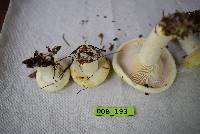 Lactarius piperatus image