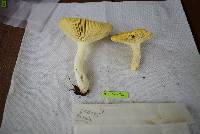 Russula claroflava image