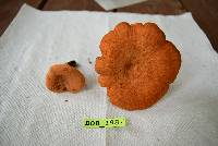 Lactarius peckii image