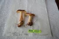 Lactarius chrysorrheus image