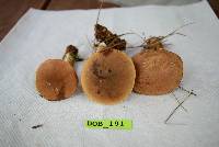 Tylopilus felleus image