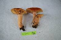 Lactarius peckii image