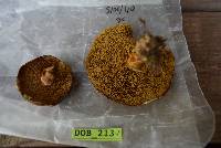 Suillus pictus image