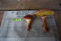 Suillus pictus image