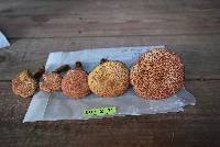 Suillus pictus image
