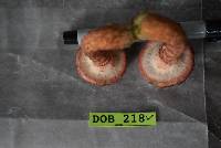 Suillus pictus image