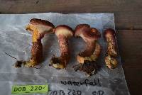 Suillus pictus image