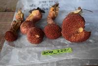 Suillus pictus image