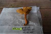 Suillus pictus image