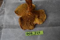 Suillus pictus image