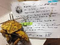 Suillus americanus image