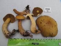 Suillus punctipes image