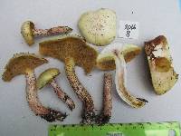 Suillus placidus image