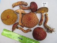 Suillus pictus image