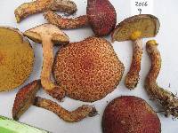 Suillus luteus image