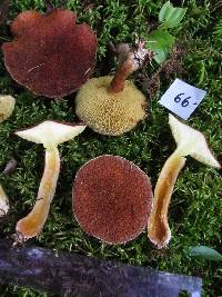 Suillus cavipes image