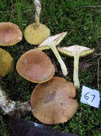 Suillus acidus image