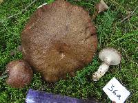 Suillus viscidus image