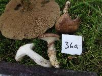 Suillus viscidus image