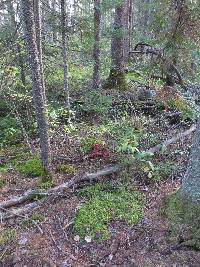 Boletus paluster image