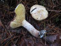 Suillus placidus image