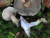 Suillus viscidus image