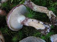 Suillus viscidus image