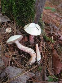 Suillus placidus image