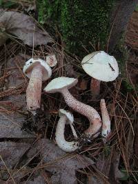 Suillus placidus image