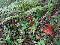 Suillus grevillei image