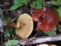 Suillus grevillei image