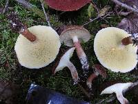 Suillus cavipes image