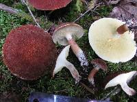 Suillus cavipes image