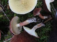 Suillus cavipes image