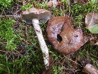 Suillus viscidus image