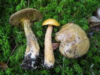 Suillus punctipes image