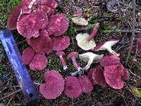 Boletus paluster image