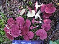 Boletus paluster image