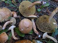 Suillus bovinus image