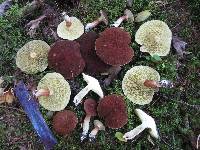 Suillus cavipes image