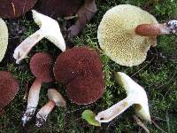 Suillus cavipes image