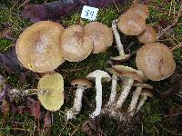 Suillus acidus image