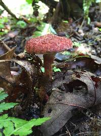 Suillus spraguei image