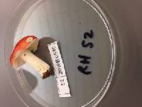 Russula cessans image