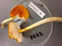 Amanita flavipes image