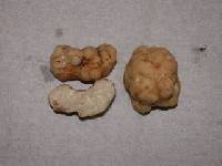 Tuber gibbosum image