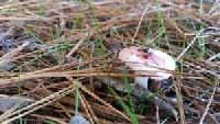 Russula rubescens image